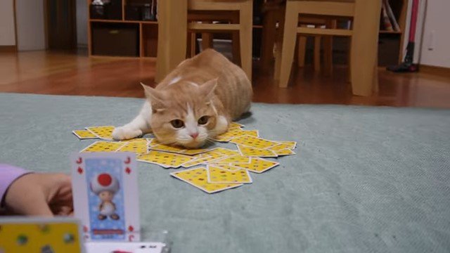 トランプの上の猫