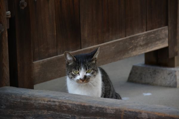 野良猫