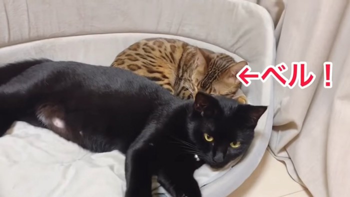 2匹の猫