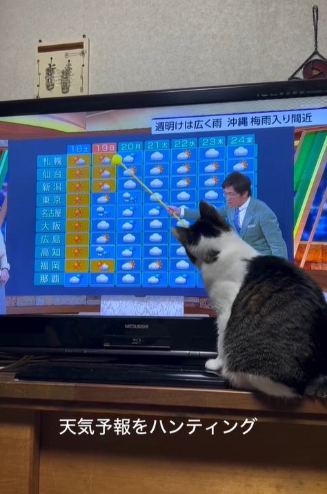 テレビを見る猫