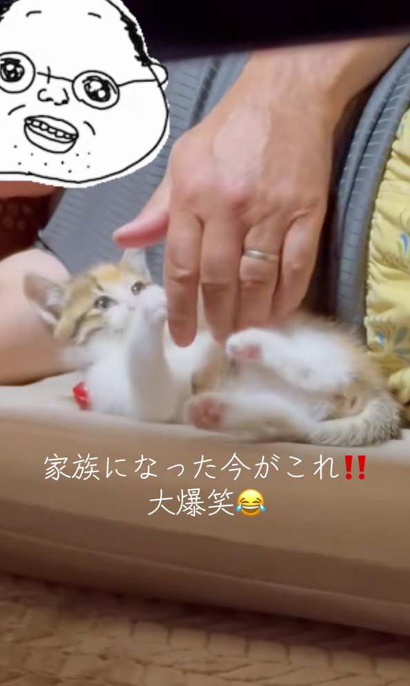 飼い主さんと子猫