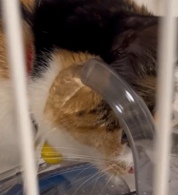 水がほっぺにあたる様子