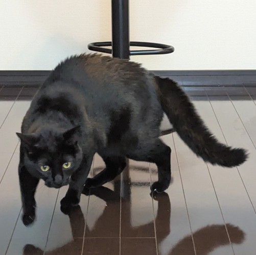 毛を逆立てた猫
