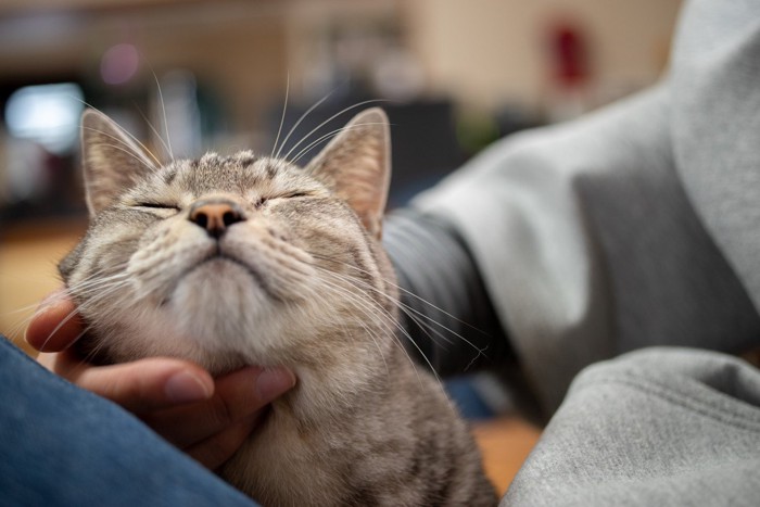 猫の顎の下を撫でる人の手