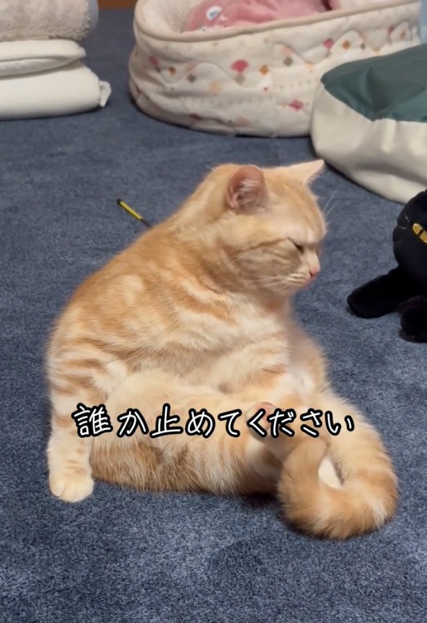 座っているゴロちゃん
