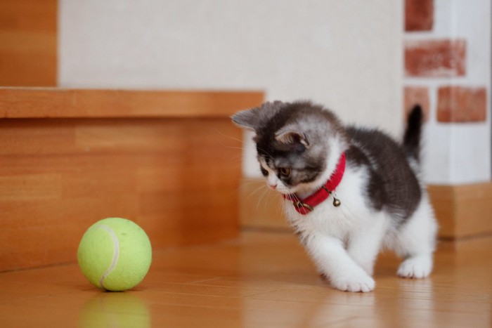ボールで遊ぶ子猫