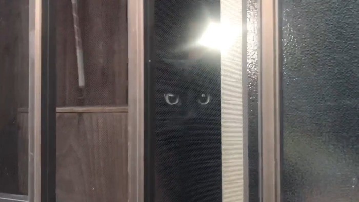 窓際にいる猫