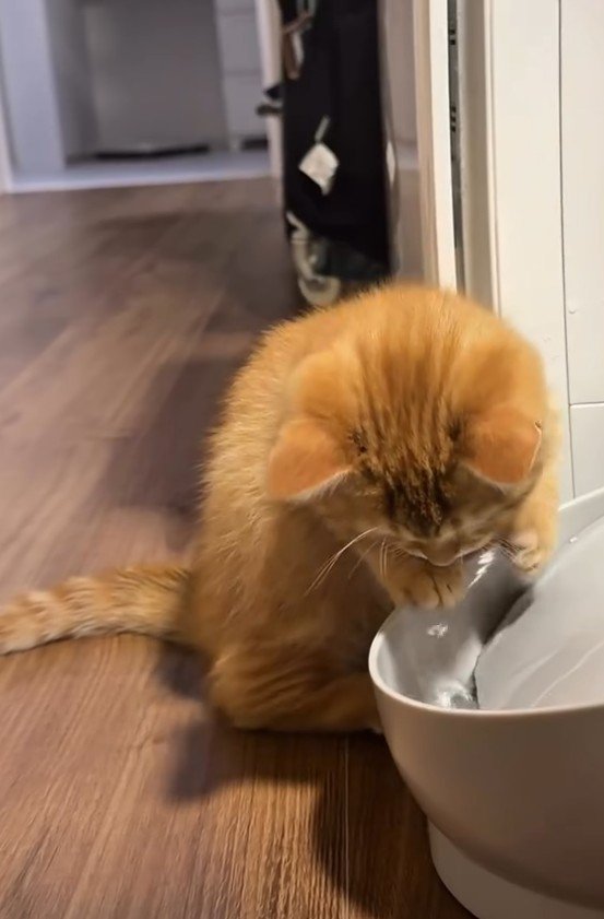 水を見つめる猫