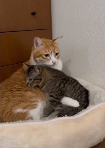 どこかへ行こうとする子猫