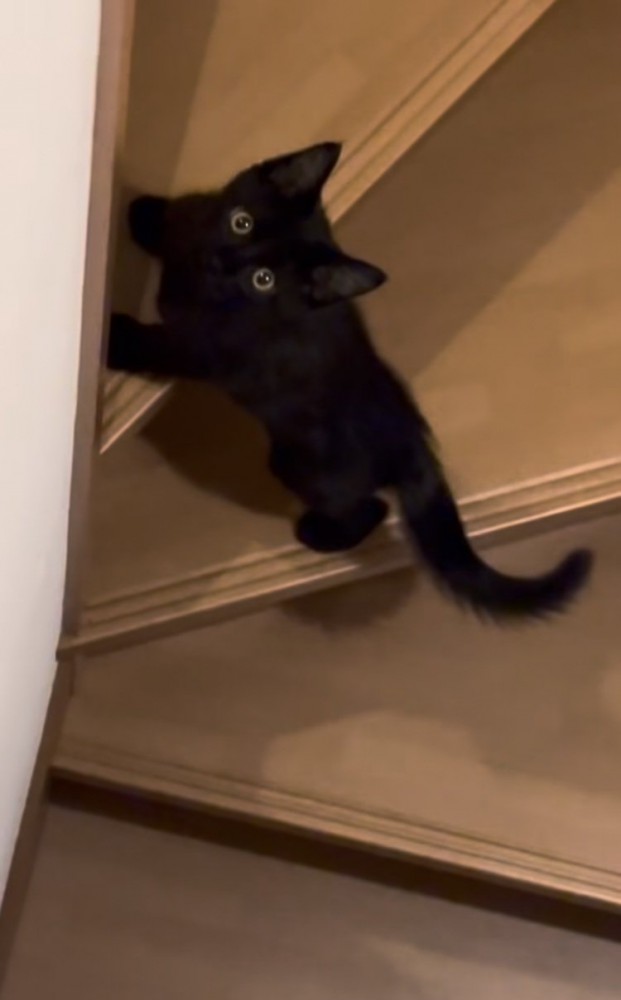 飼い主さんを上目遣いで見る子猫