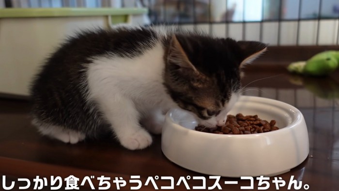 ごはんを食べる子猫