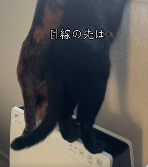 空気清浄機に乗せる足のアップ（尻尾が左へ）