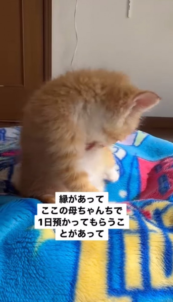 毛づくろいをする子猫