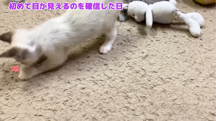 光に反応する子猫