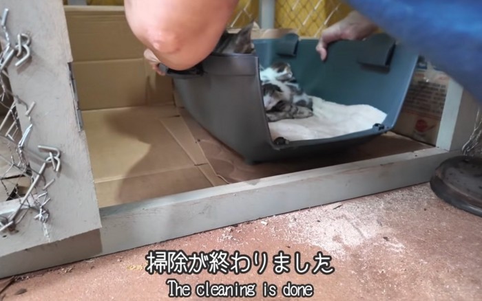 掃除される猫