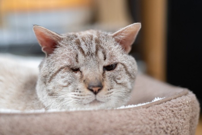 シニア猫