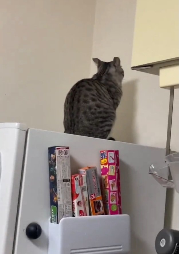 壁を見る猫