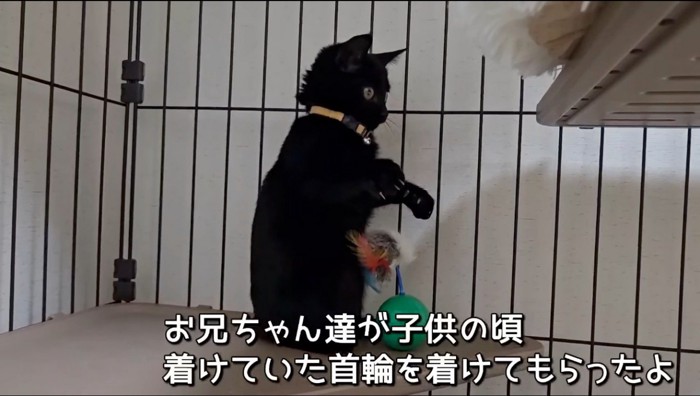 おもちゃで遊ぶ猫