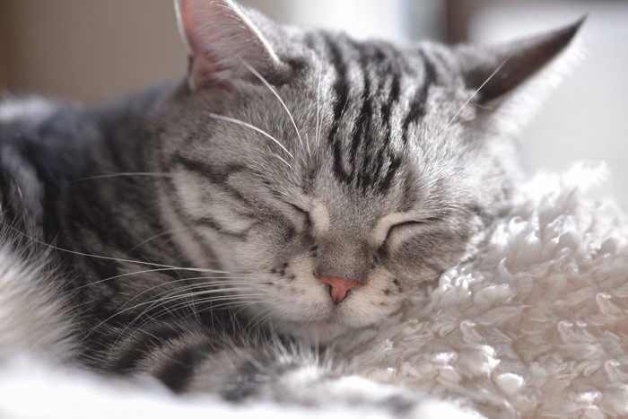 幸せそうな猫の寝顔