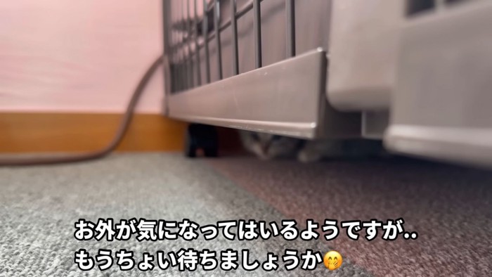 テロップ「お外が気になって~」