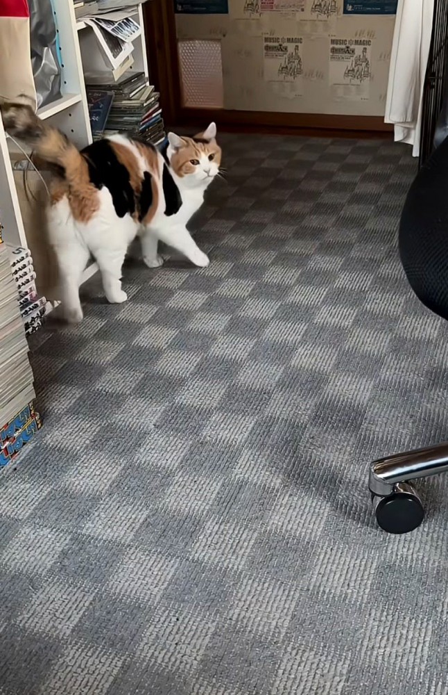 棚に体をこすりつけつつ振り向く猫