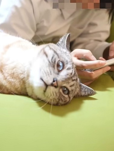 衝撃顔の猫のアップと人の手