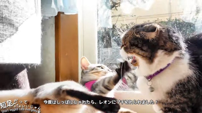 猫パンチする子猫