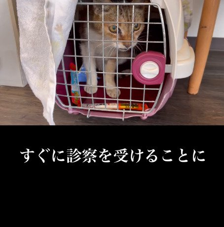 ケージの中にいる猫