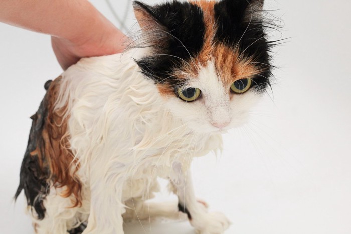 シャンプー中の猫