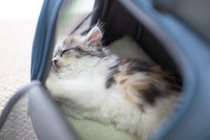 キャリーの中にいる猫