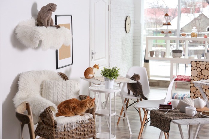 オシャレな猫カフェ