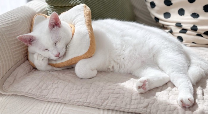 パンをつけて寝ている猫