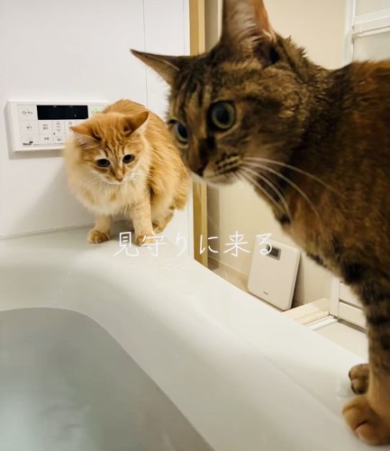 飼い主さんのお風呂を見守るキジトラ猫と茶猫
