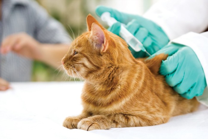 病院でワクチンを接種する猫