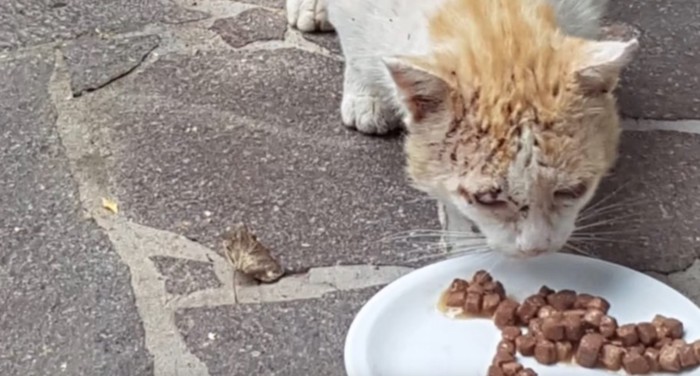 エサを食べる野良猫