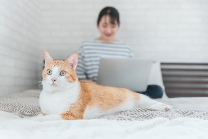 PC作業中の飼い主と無視される猫