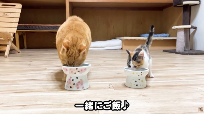 テロップ「一緒にご飯」