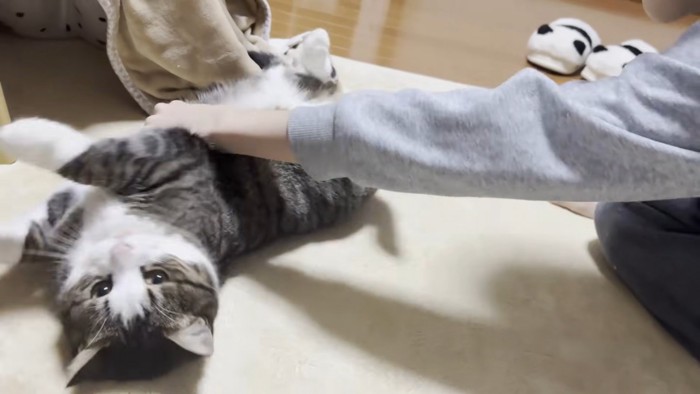 仰向けにされるキジ白猫ちゃん