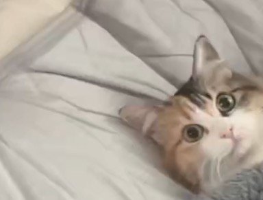 飼い主のベッドに乗っている猫