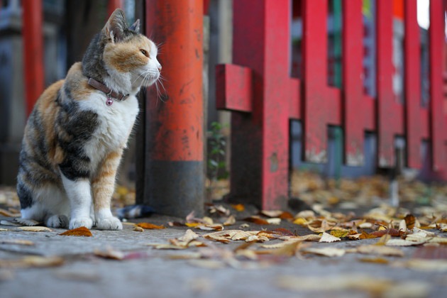 神社と三毛猫