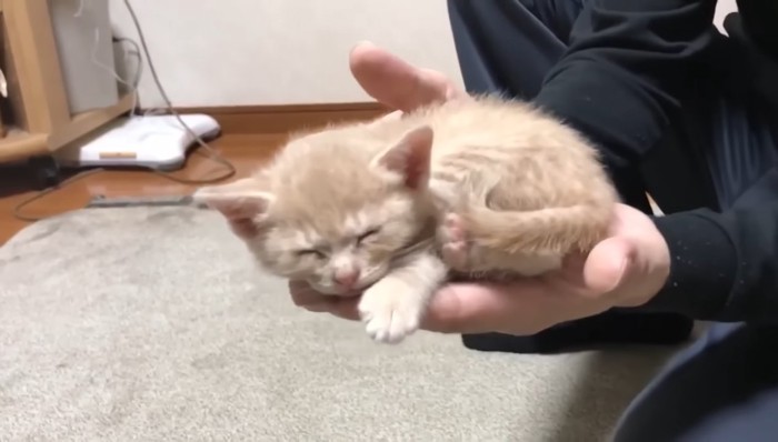 手乗りひのきちゃん