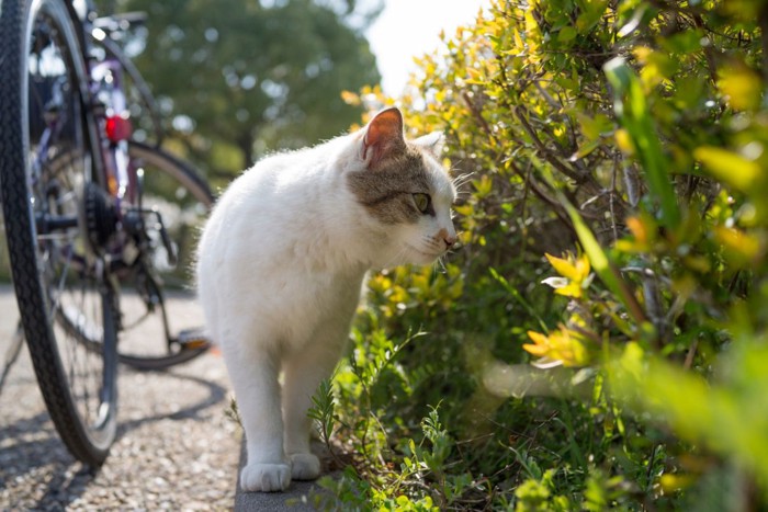 散歩する猫2