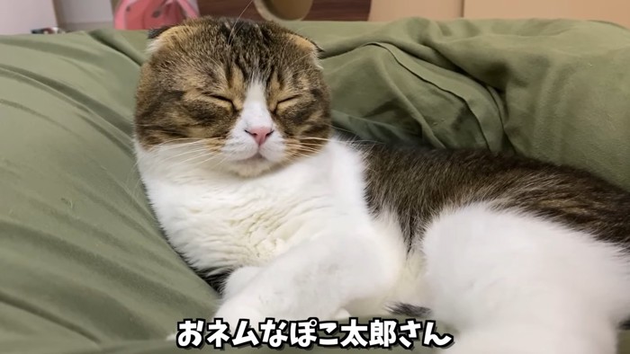 目を閉じる折れ耳猫