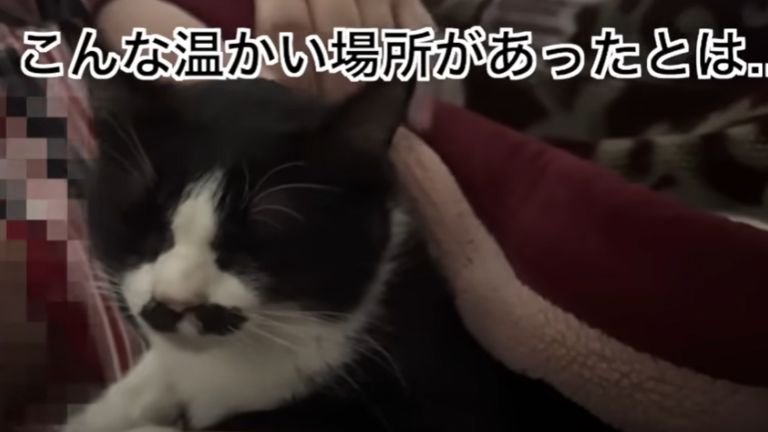 布団で飼い主に撫でられている猫