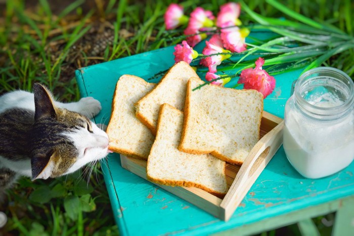 パンを食べる猫