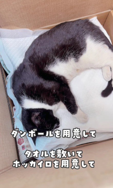 横たわっている白黒猫