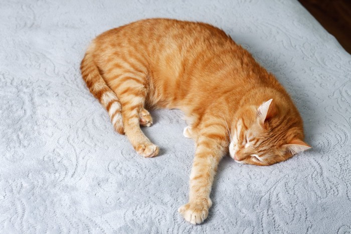 眠っている猫