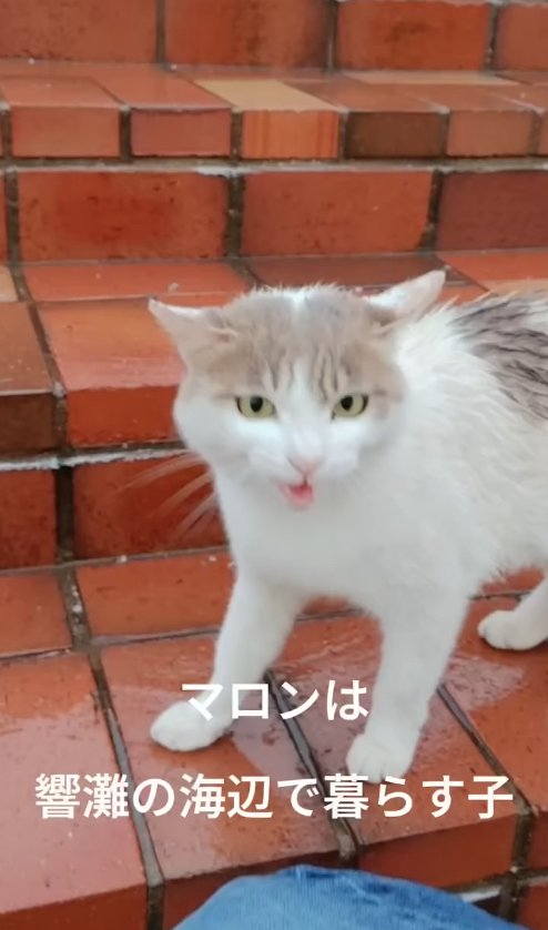 タイルの上で鳴いている猫