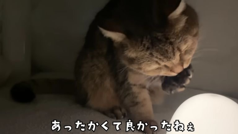こたつの中の猫
