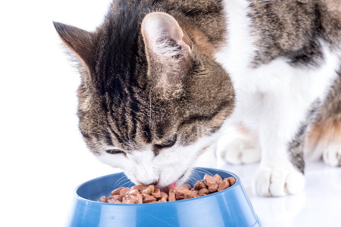 ウェットフードを食べる猫